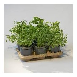 Kit Potager Urbain Deluxe