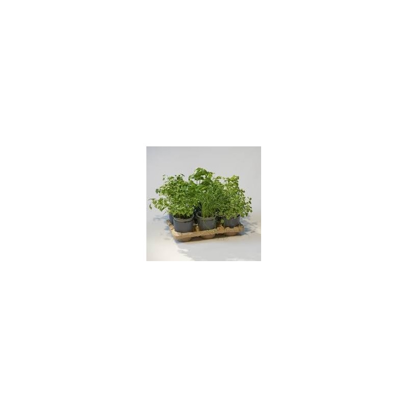 Kit Potager Urbain Deluxe