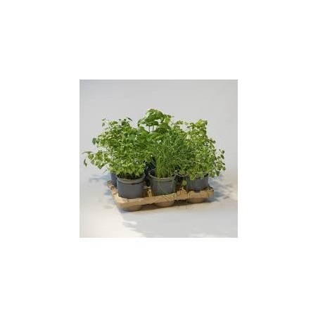 Kit Potager Urbain Deluxe