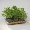 Kit Potager Urbain Deluxe